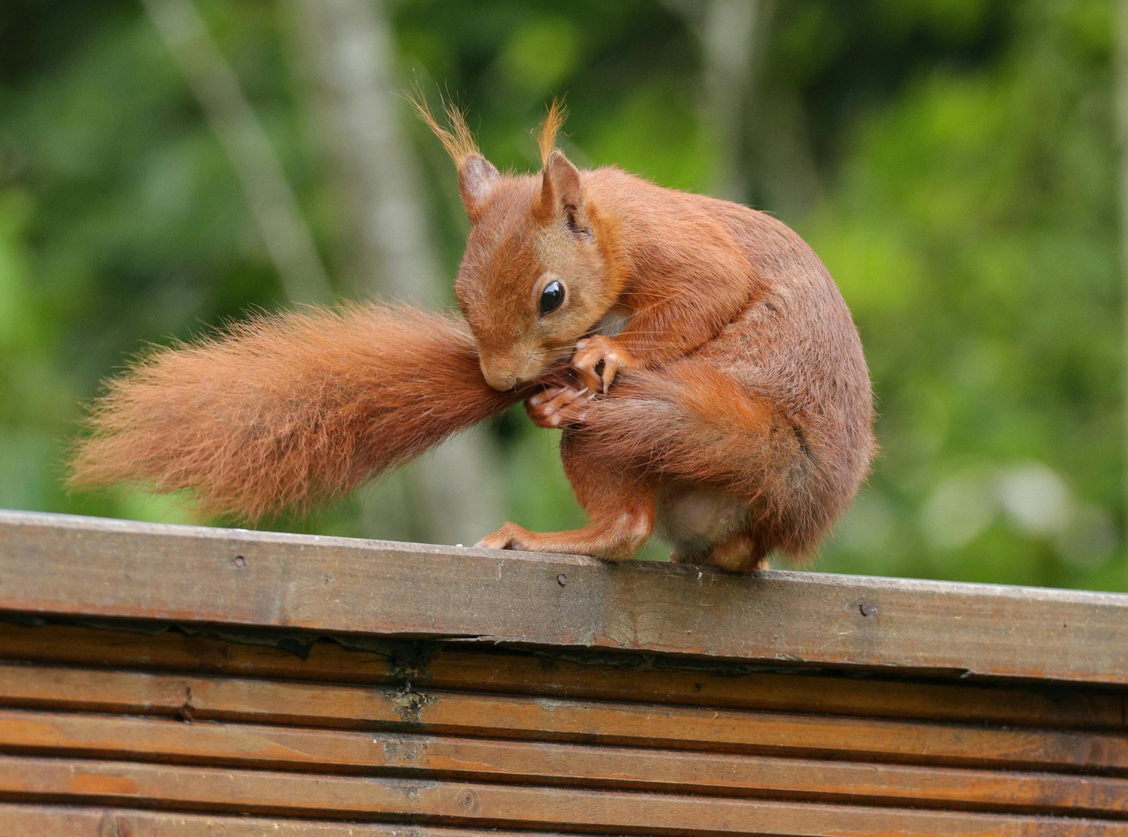 חיות - 2 (11).jpg